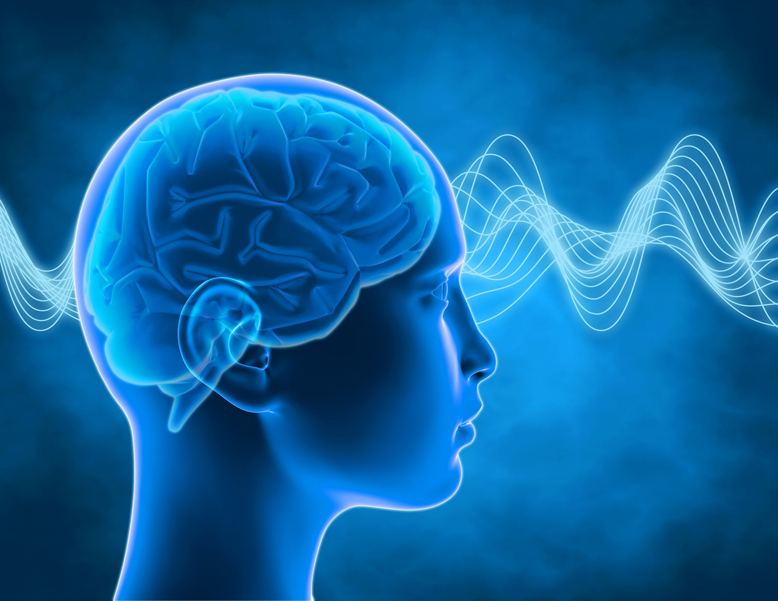 Animated Head With The Brain Visible