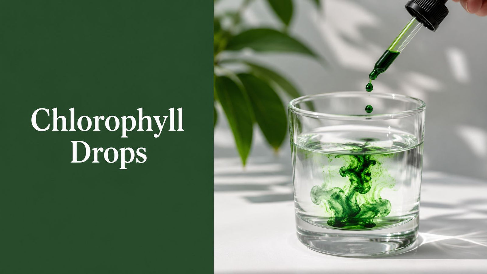Chlorophyll Drops: Top Benefits & Usage Guide 2026
