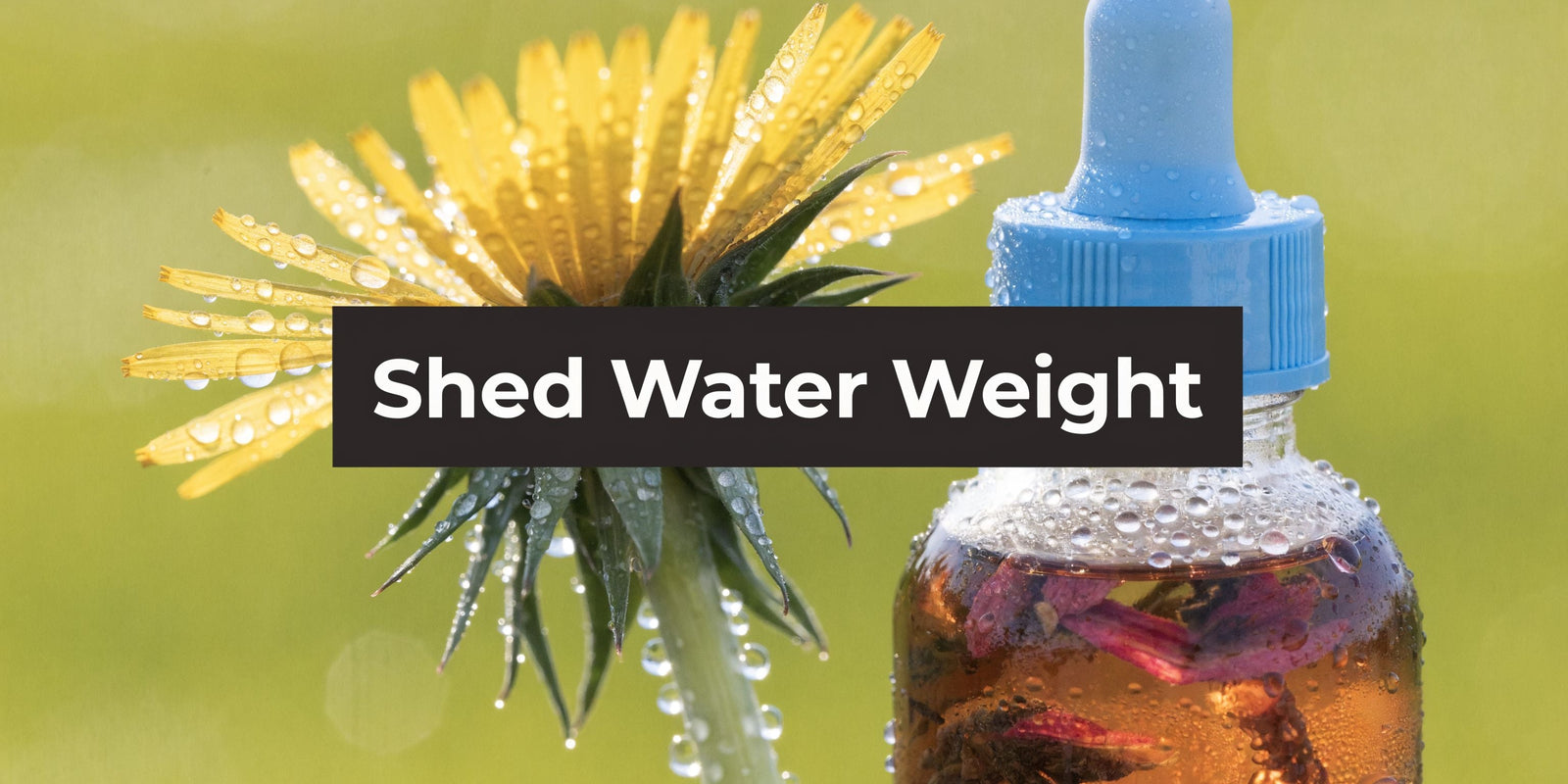 Dandelion: Safely Shed Water Weight Now