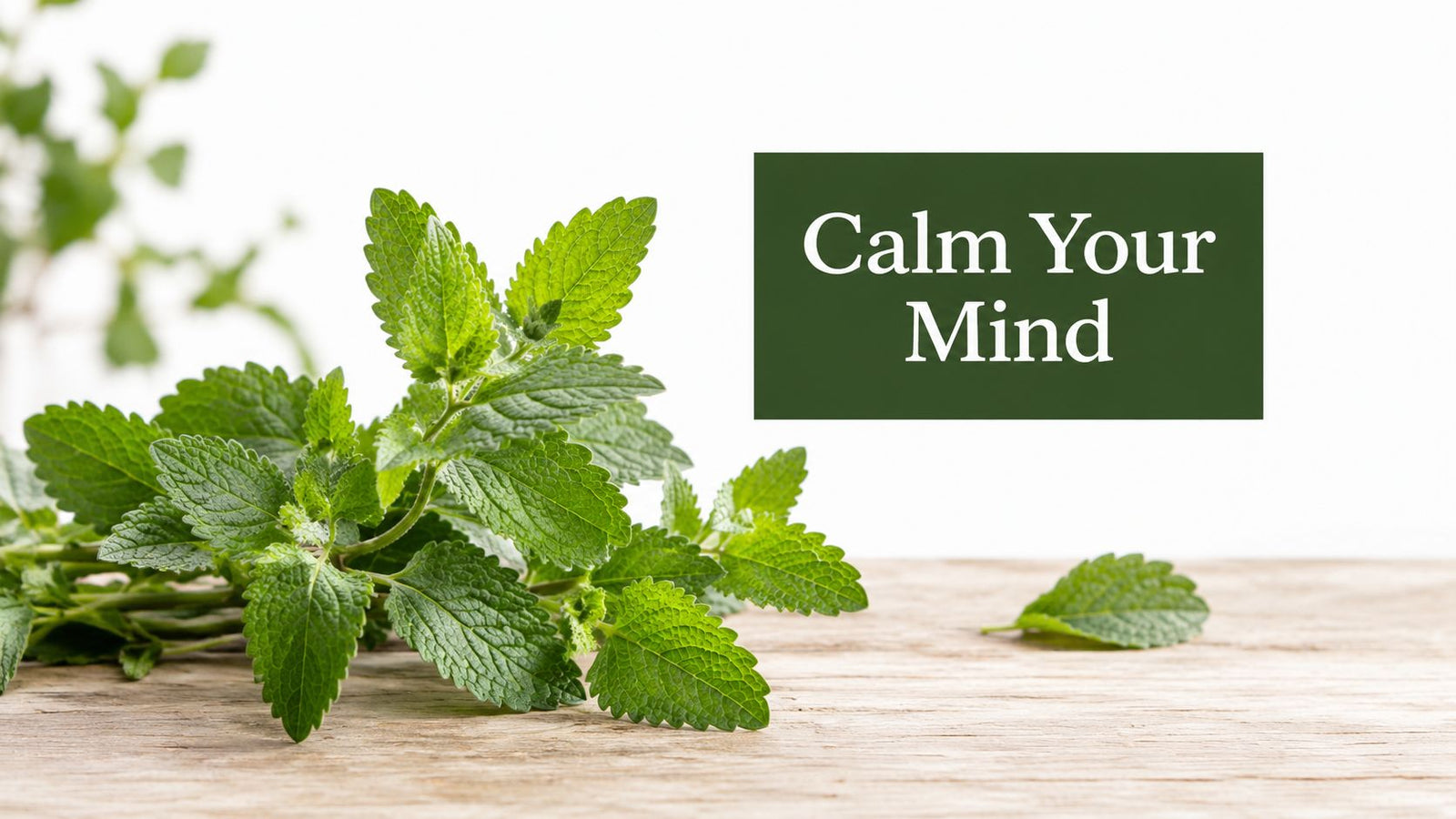 Lemon Balm: Top 10 Reasons to Calm Your Mind