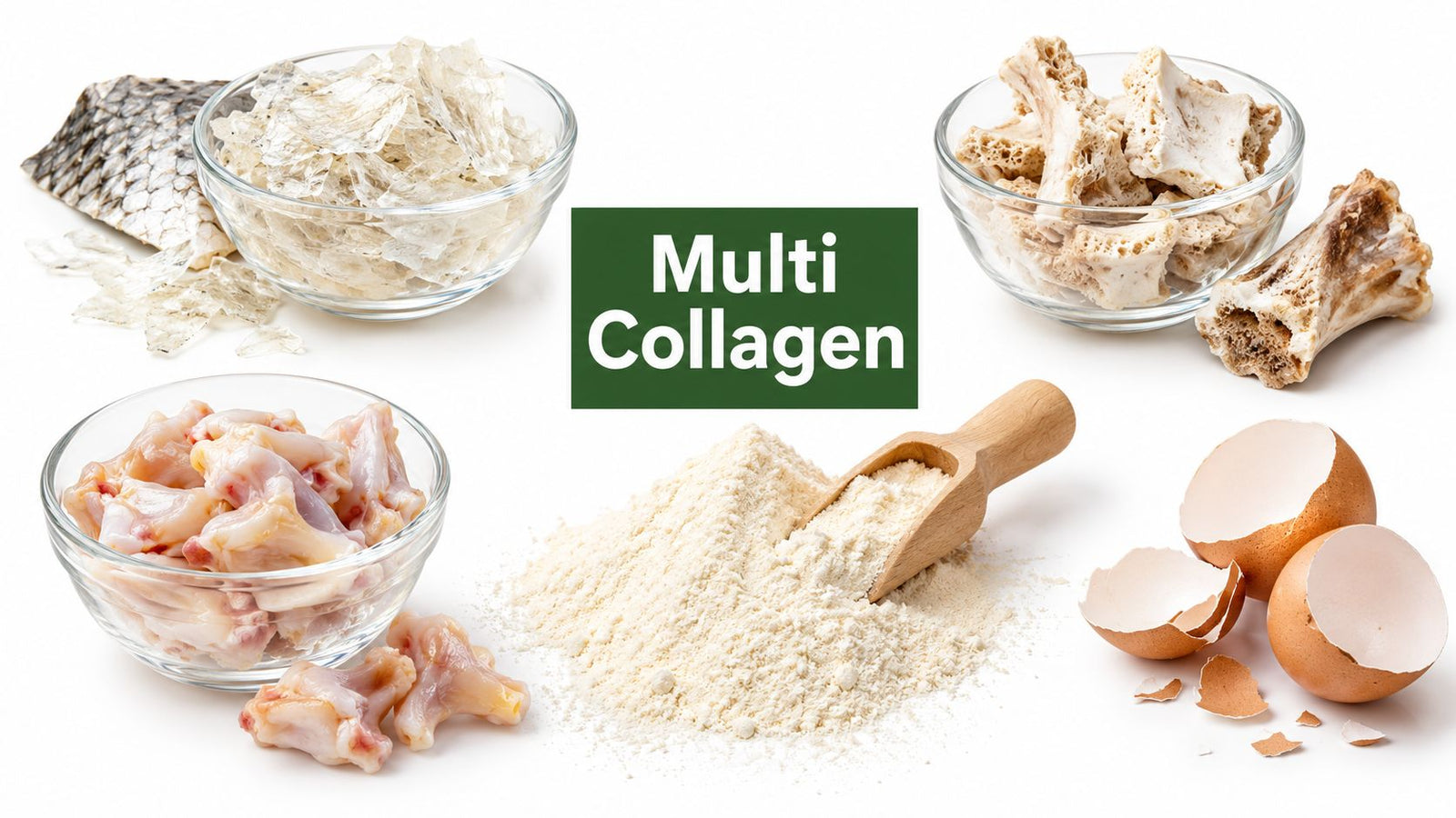 Multi Collagen Types I II III V X Explained