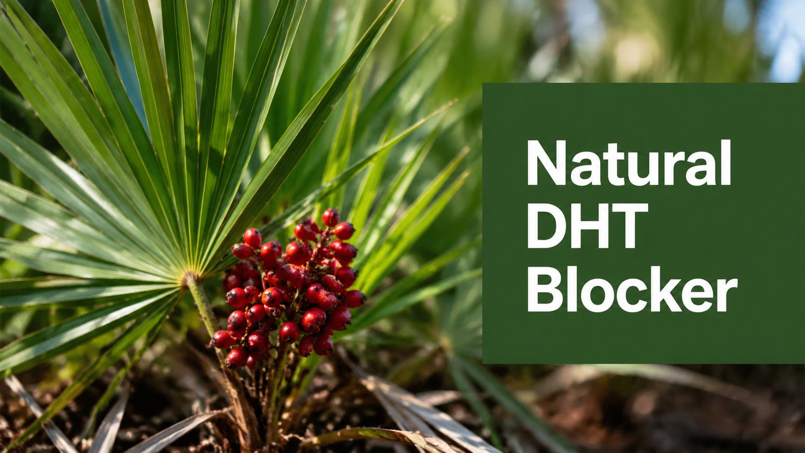 Saw Palmetto: Nature's Best DHT Blocker for Hair Loss