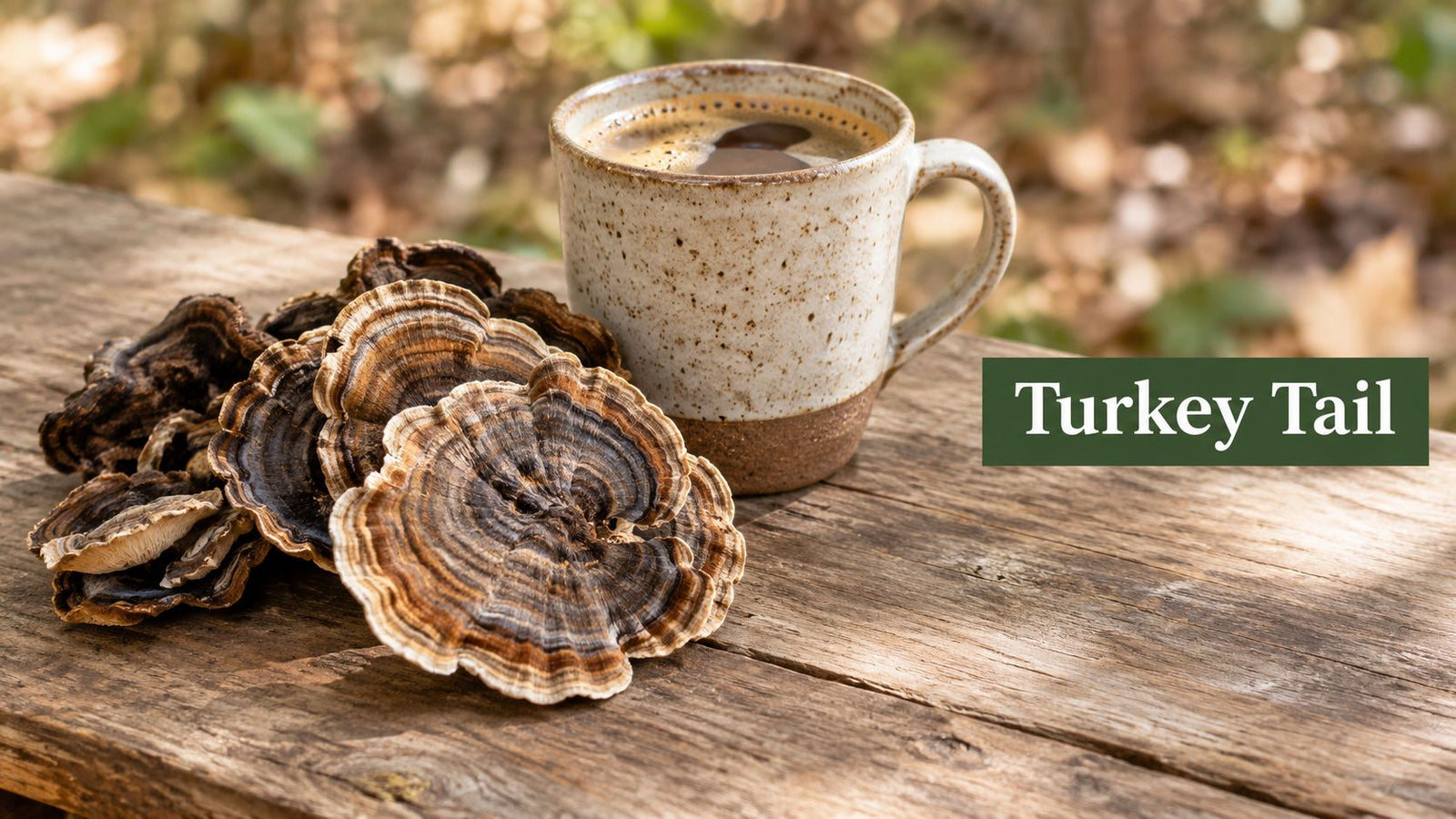 Top 10 Functional Mushrooms Explained: Turkey Tail