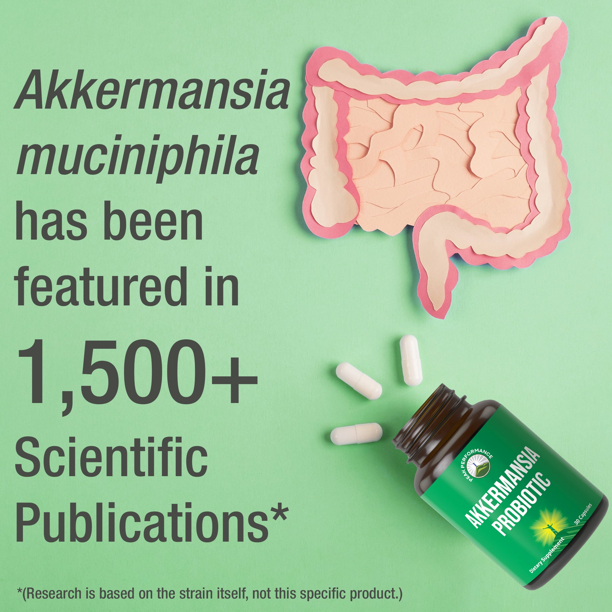 akkermansia muciniphila glp-1 Peak Performance Probiotic to Increase Production - Ultra High Strength Akkermansia Live Strain with Prebiotic Fiber for Gut Health These bacterial strains have been shown to aid in gut health and digestive wellness Akkermansia GLP-1 Probiotic, 30caps