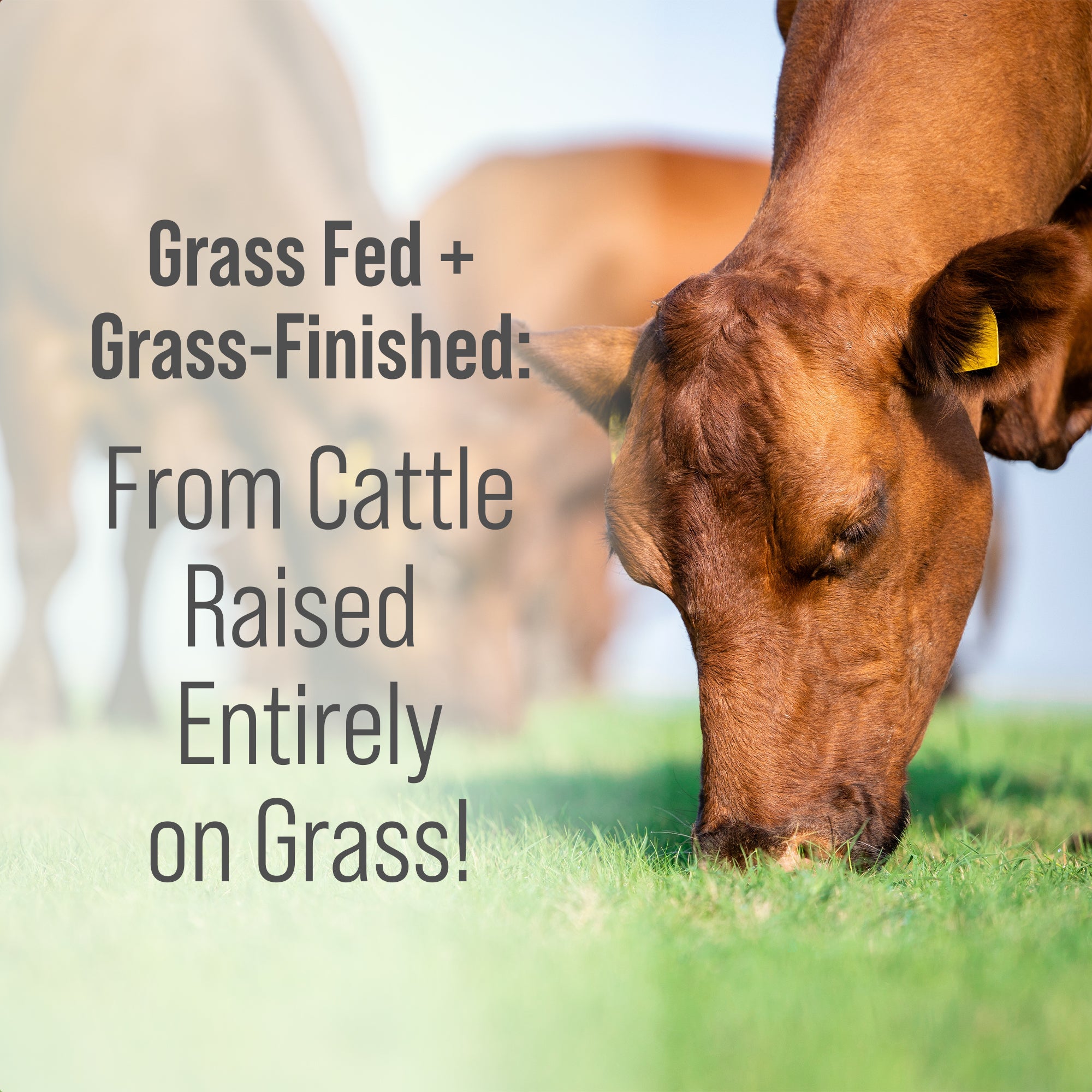 Grass Fed Beef Tallow Moisturizer